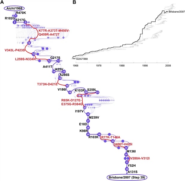 Image for Stability-mediated epistasis constrains the evolution of an influenza protein