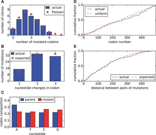 Image for An experimentally determined evolutionary model dramatically improves phylogenetic fit