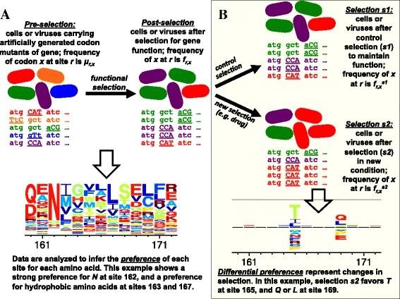 Image for Software for the analysis and visualization of deep mutational scanning data