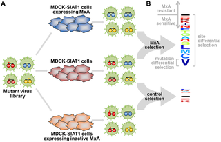 Image for Deep mutational scanning identifies sites in influenza nucleoprotein that affect viral inhibition by MxA