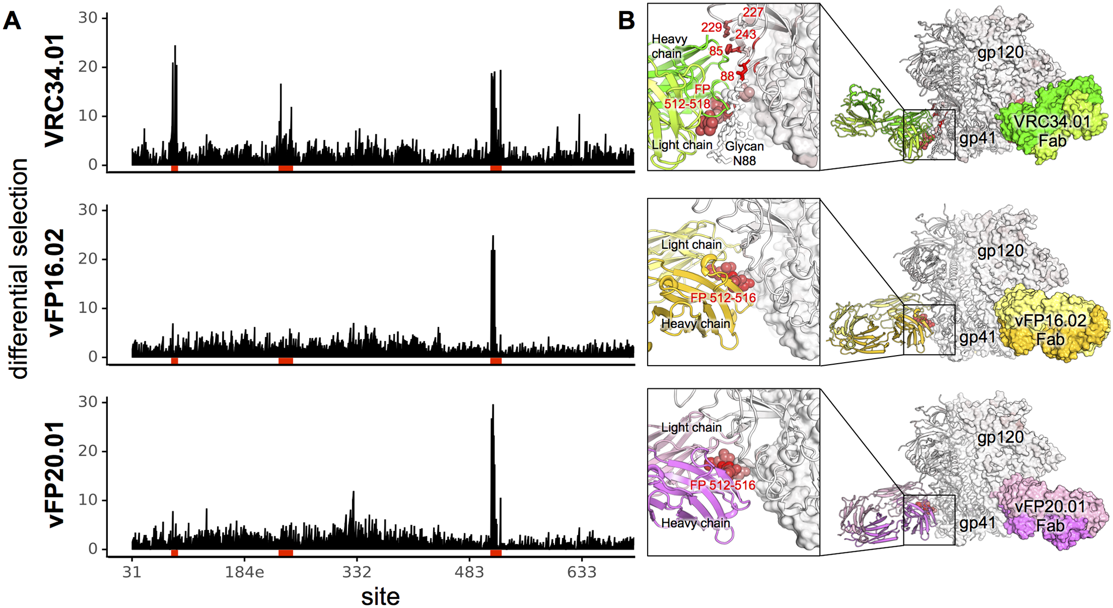 Image for Complete functional mapping of infection-and vaccine-elicited antibodies against the fusion peptide of HIV