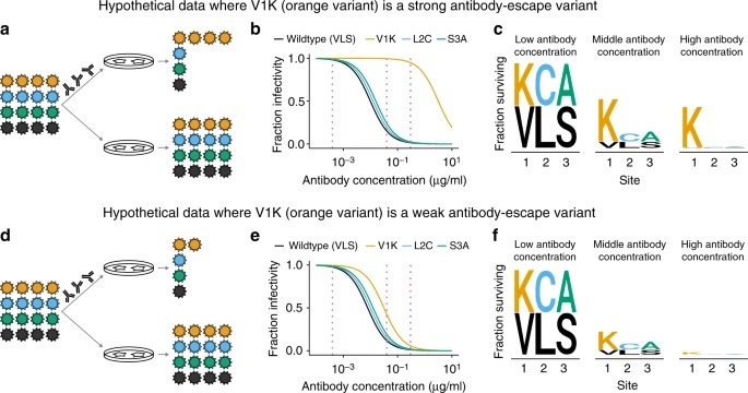 Image for How single mutations affect viral escape from broad and narrow antibodies to H1 influenza hemagglutinin