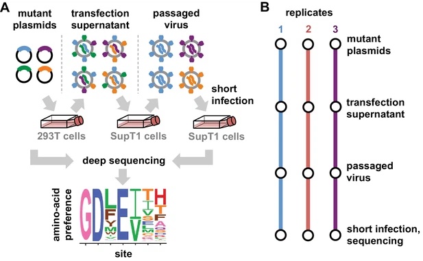 Image for Mapping mutational effects along the evolutionary landscape of HIV envelope