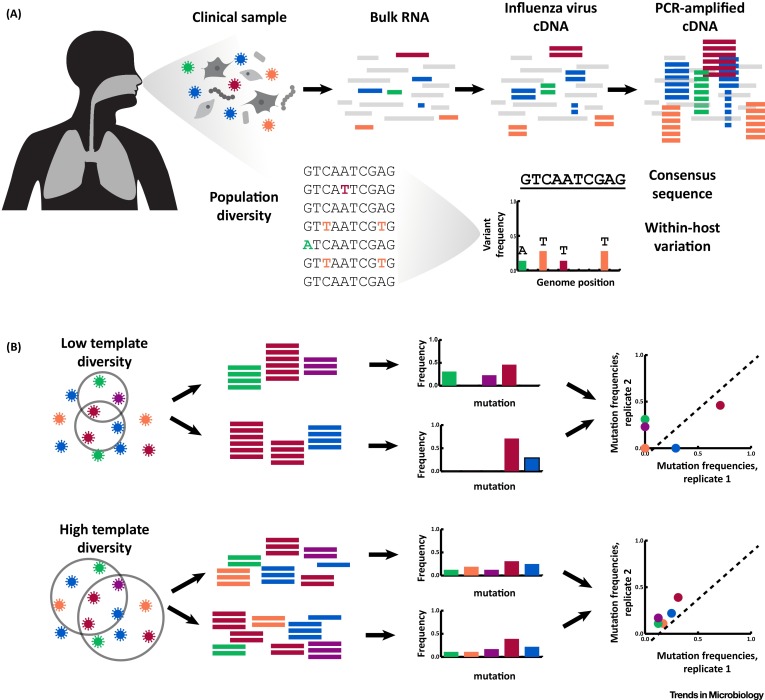 Image for Within-host evolution of human influenza virus