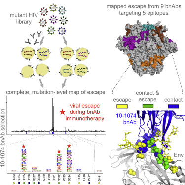 Image for An antigenic atlas of HIV-1 escape from broadly neutralizing antibodies distinguishes functional and structural epitopes