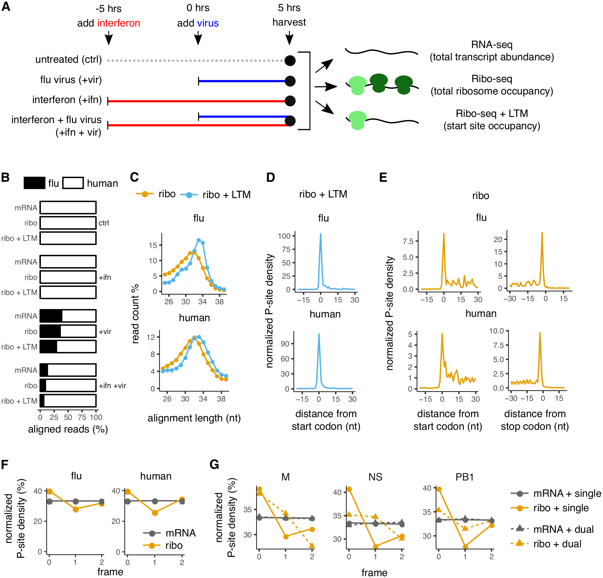 Image for Comprehensive profiling of translation initiation in influenza virus infected cells