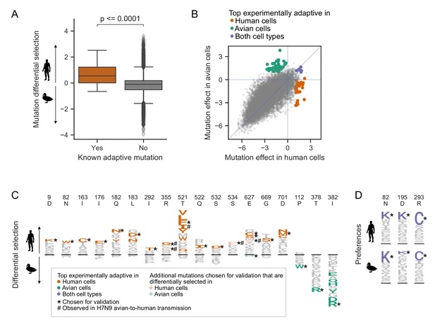 Image for Comprehensive mapping of adaptation of the avian influenza polymerase protein PB2 to humans