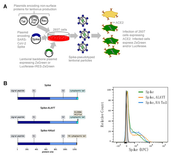 Image for Protocol and reagents for pseudotyping lentiviral particles with SARS-CoV-2 spike protein for neutralization assays