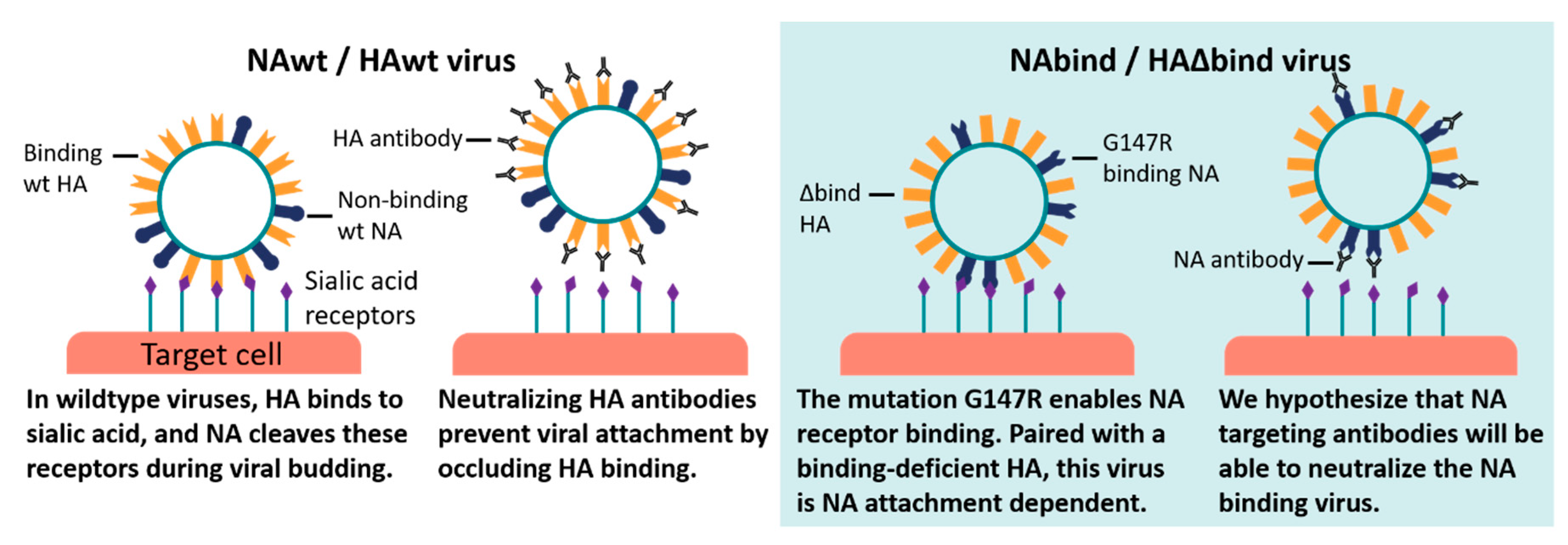 Image for Antibody neutralization of an influenza virus that uses neuraminidase for receptor binding