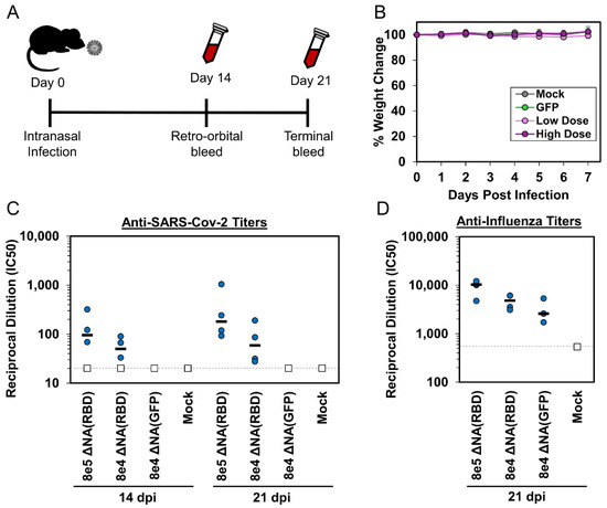 Image for Attenuated influenza virions expressing the SARS-CoV-2 receptor-binding domain induce neutralizing antibodies in mice