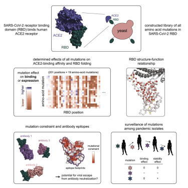 Image for Deep mutational scanning of SARS-CoV-2 receptor binding domain reveals constraints on folding and ACE2 binding