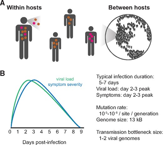 Image for Linking influenza virus evolution within and between human hosts