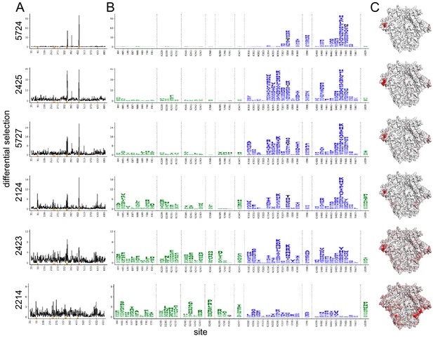 Image for High-resolution mapping of the neutralizing and binding specificities of polyclonal sera post-HIV Env trimer vaccination