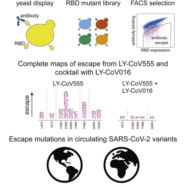 Image for Complete map of SARS-CoV-2 RBD mutations that escape the monoclonal antibody LY-CoV555 and its cocktail with LY-CoV016