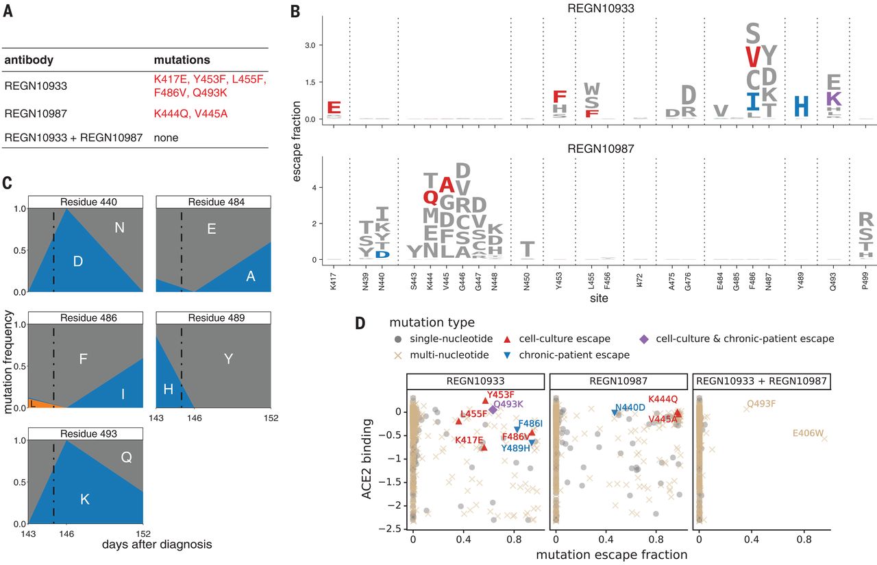 Image for Prospective mapping of viral mutations that escape antibodies used to treat COVID-19