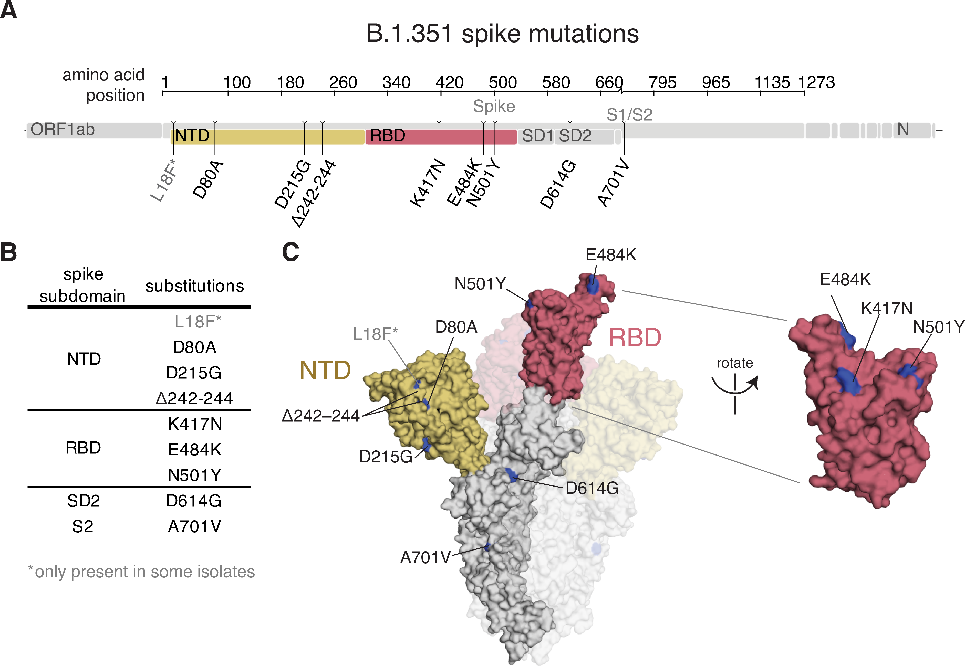 Image for A SARS-CoV-2 variant elicits an antibody response with a shifted immunodominance hierarchy