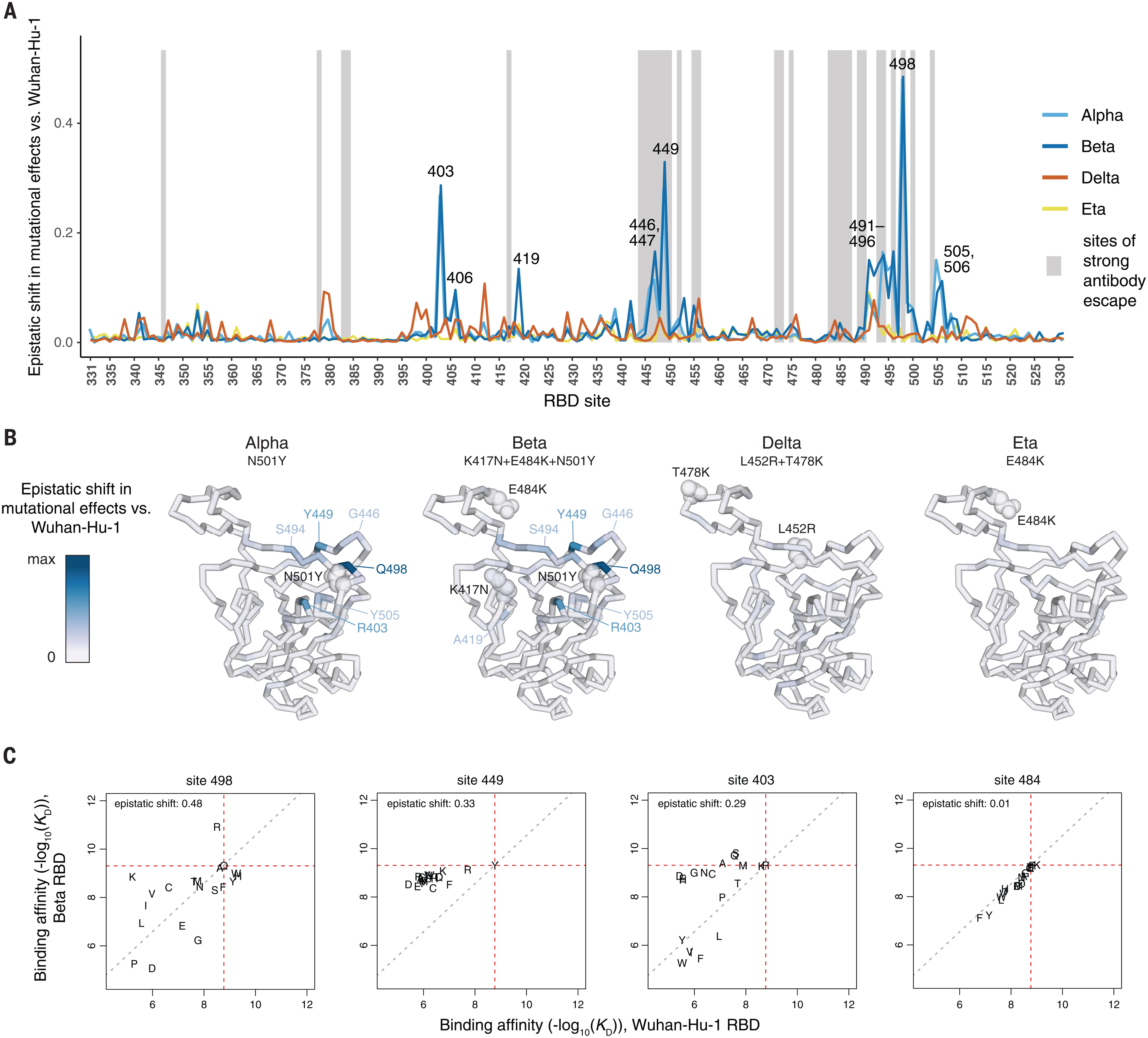 Image for Shifting mutational constraints in the SARS-CoV-2 receptor-binding domain during viral evolution