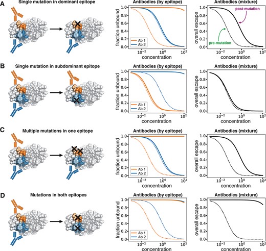 Image for A biophysical model of viral escape from polyclonal antibodies