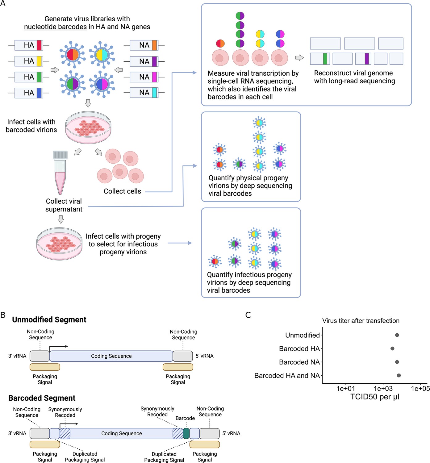 Image for Influenza virus transcription and progeny production are poorly correlated in single cells