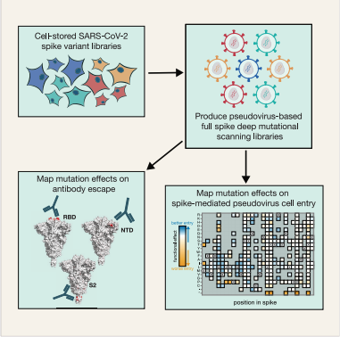 Image for A pseudovirus system enables deep mutational scanning of the full SARS-CoV-2 spike