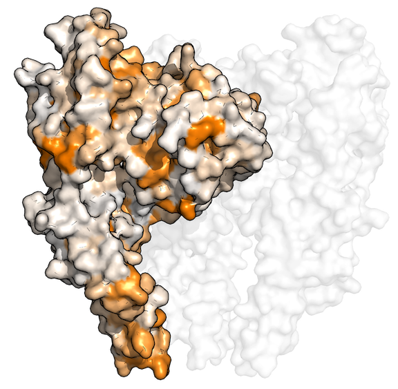 Image for Deep mutational scanning of rabies glycoprotein defines mutational constraint and antibody-escape mutations