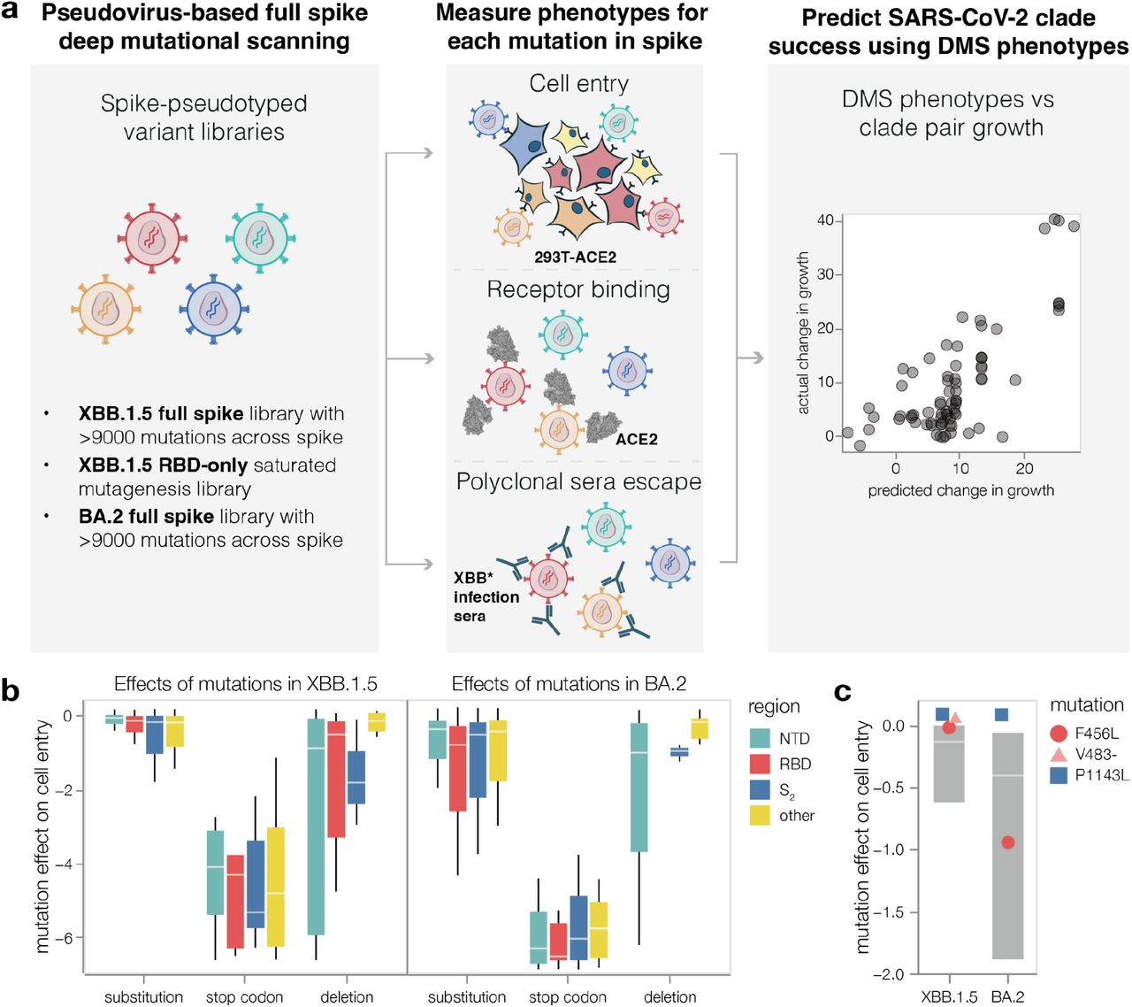 Image for Full-spike deep mutational scanning helps predict the evolutionary success of SARS-CoV-2 clades