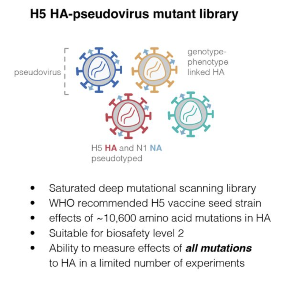 Image for Deep mutational scanning of H5 hemagglutinin to inform influenza virus surveillance