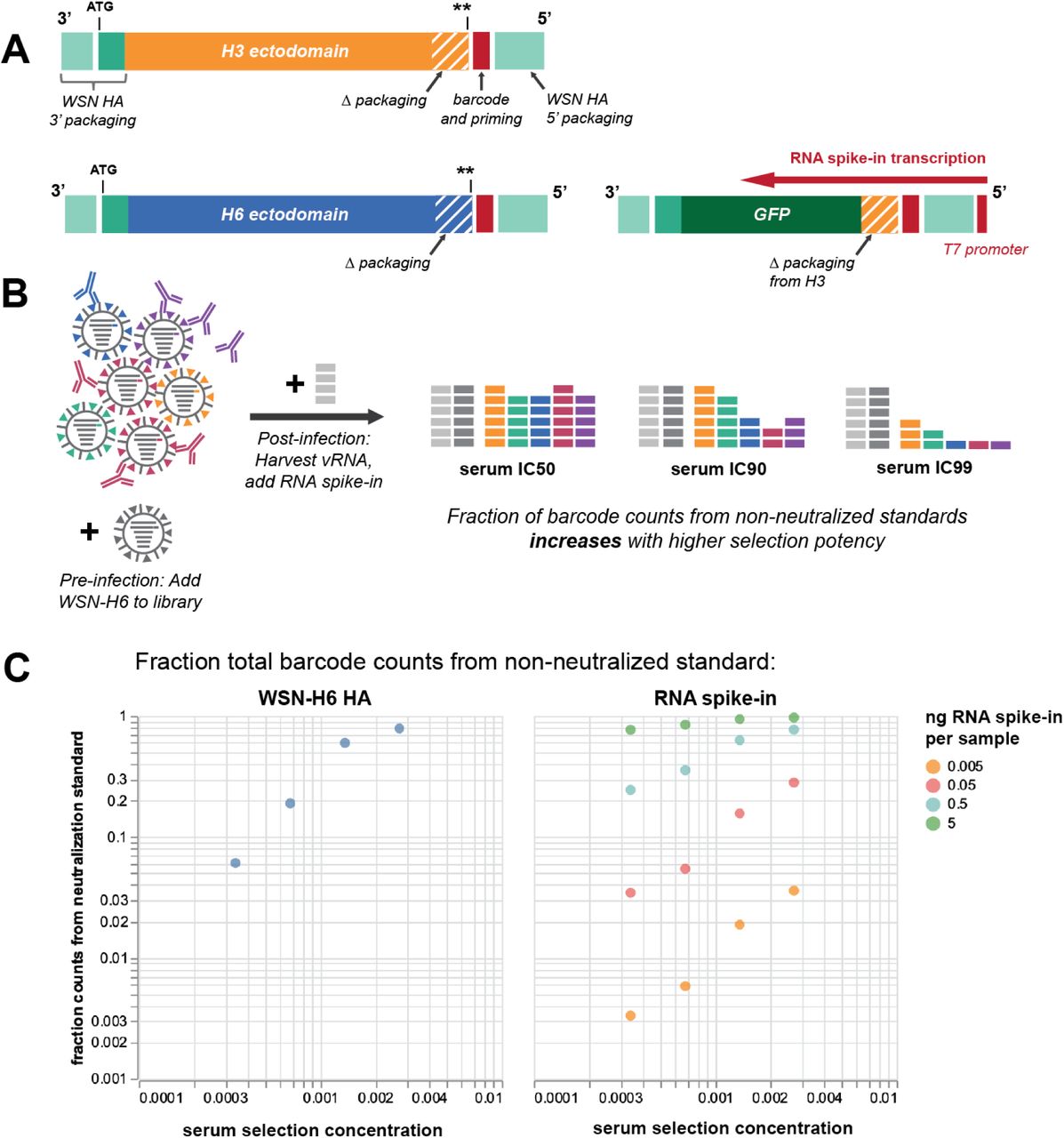 Image for Age-dependent heterogeneity in the antigenic effects of mutations to influenza hemagglutinin