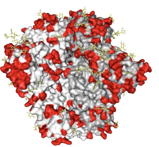 Image for Comprehensive maps of escape mutations from antibodies 10-1074 and 3BNC117 for Envs from two divergent HIV strains