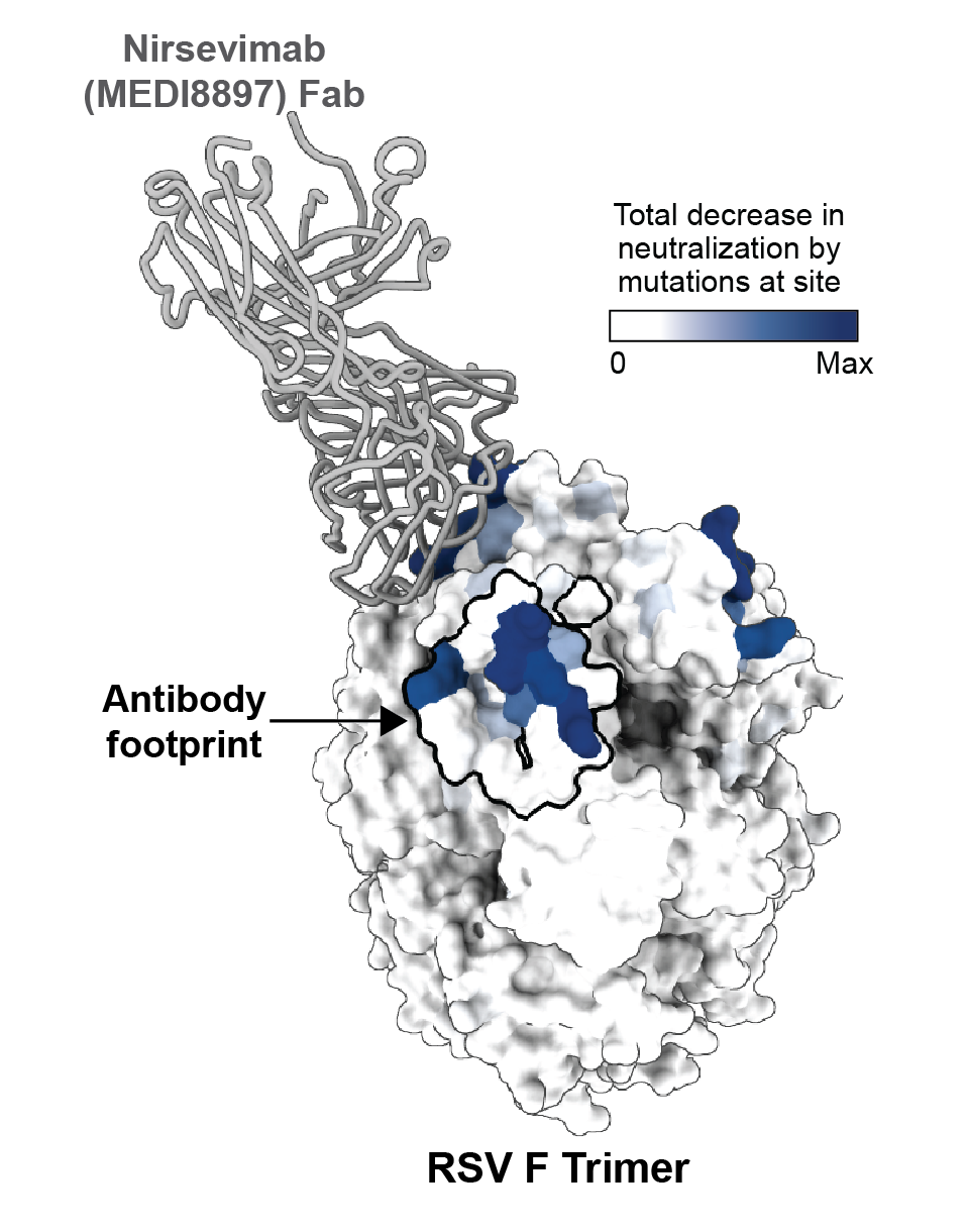 Image for Complete definition of how mutations affect antibodies used to prevent RSV