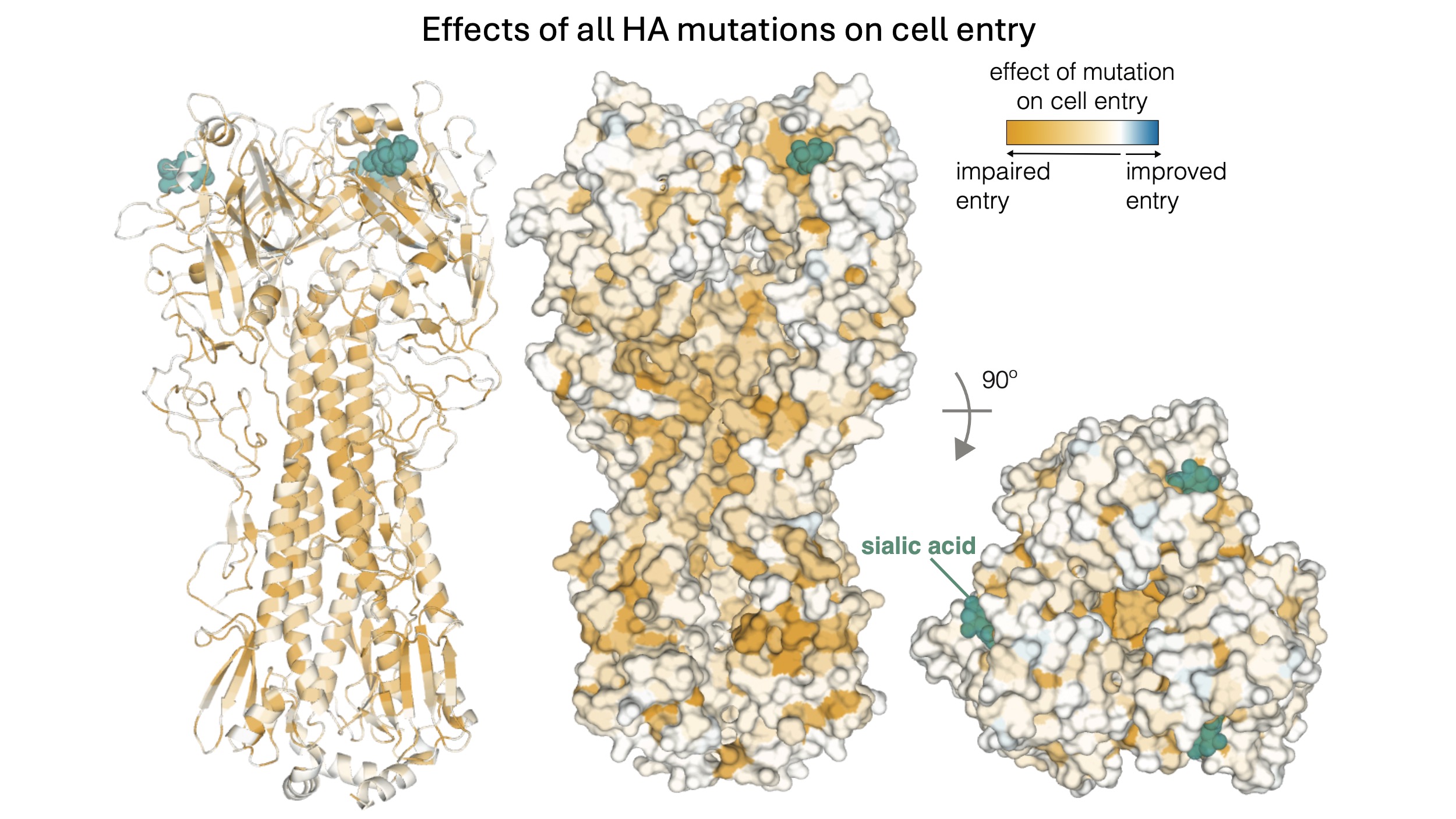 cell entry structure