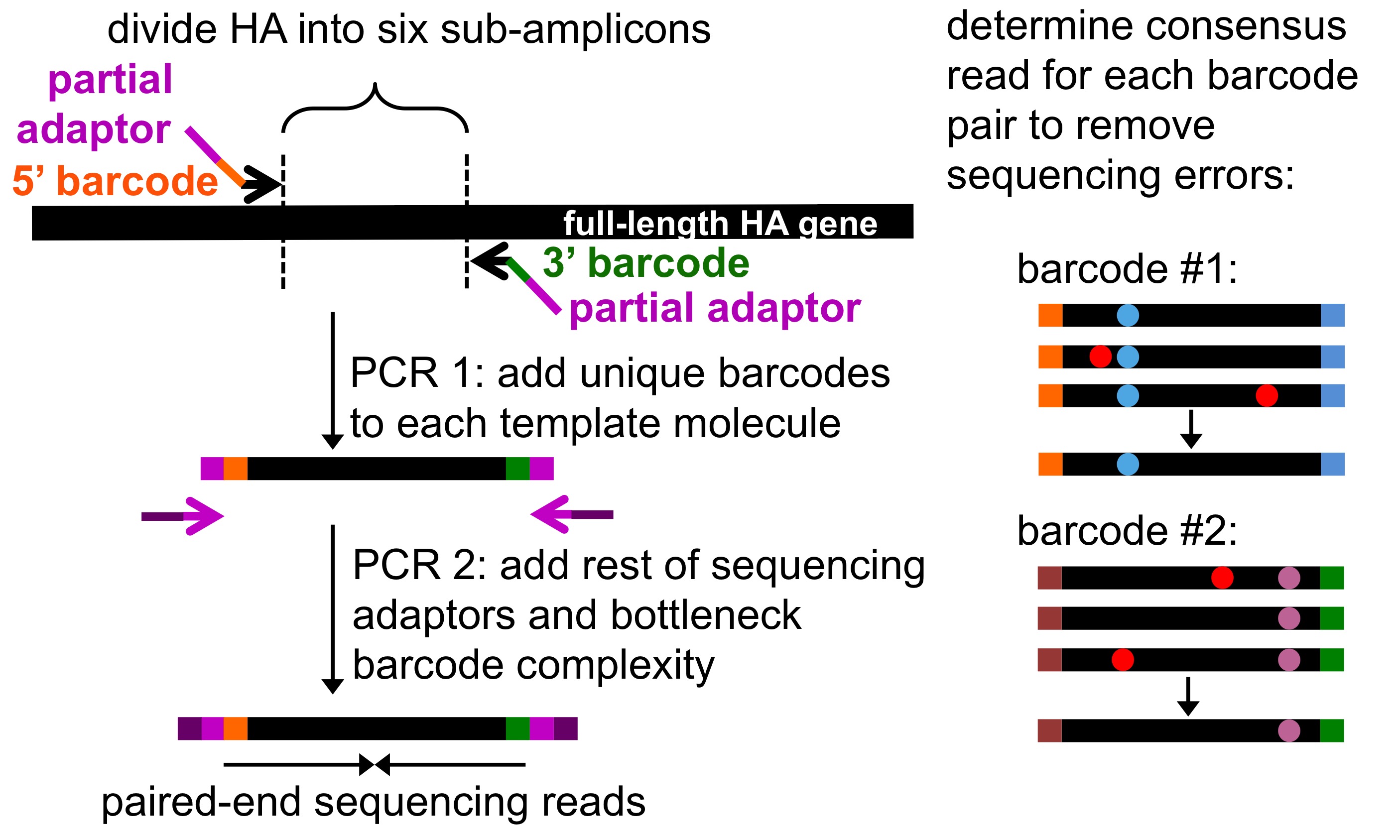 schematic of barcoded subamplicon sequencing, Doud and Bloom 2016